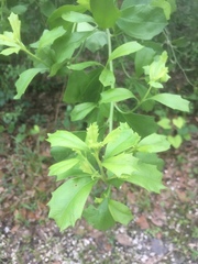 Baccharis halimifolia image