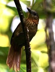 Thripadectes rufobrunneus