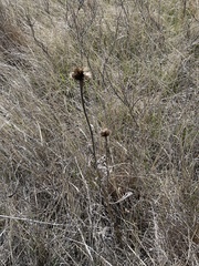 Echinacea angustifolia