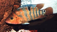 Festa's Cichlid photo 2