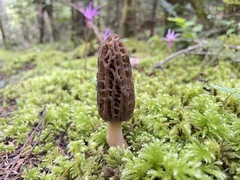 Morchella norvegiensis
