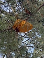 Cronartium conigenum