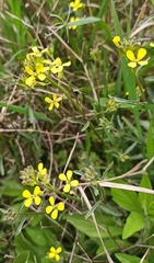 Erysimum crepidifolium