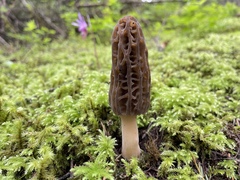 Morchella norvegiensis