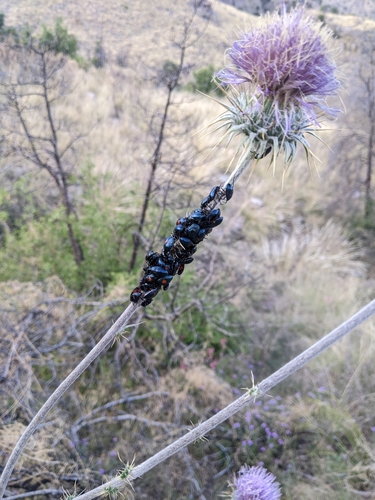California Bordered Plant Bug photo 5