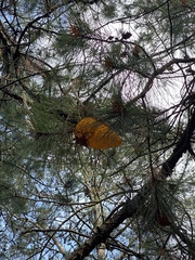 Cronartium conigenum