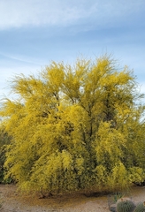 Parkinsonia microphylla