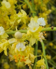 Parkinsonia microphylla
