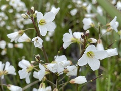 Cardamine penduliflora