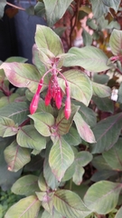Fuchsia triphylla