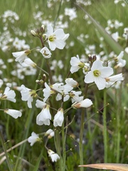 Cardamine penduliflora