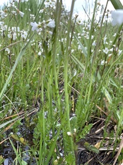 Cardamine penduliflora