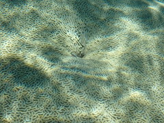 Elacatinus illecebrosus