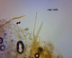 Parasola conopilus image