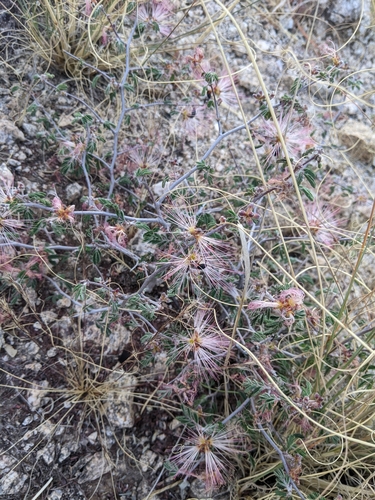 Calliandra eriophylla