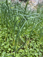 Allium oleraceum