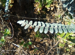 Astrolepis integerrima