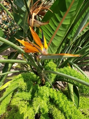 Strelitzia