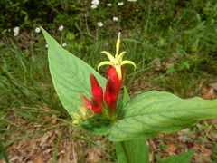 Spigelia marilandica