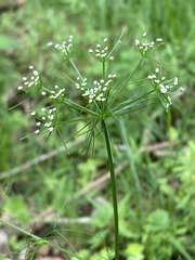 Ptilimnium