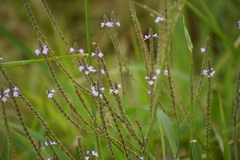 Verbena runyonii