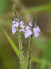 Verbena runyonii
