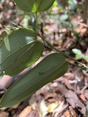 Bauhinia jenningsii