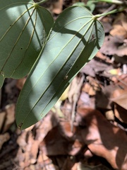 Bauhinia jenningsii