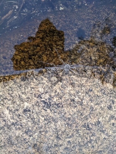Trechalea gertschi