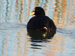 Fulica armillata