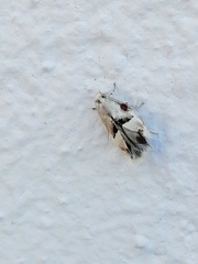 Lepidoptera
