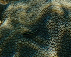 Elacatinus illecebrosus