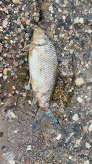 Carpiodes cyprinus
