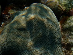 Elacatinus illecebrosus