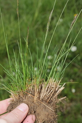 Festuca rupicola