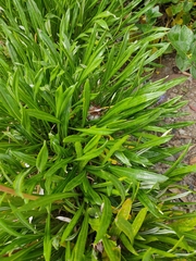 Gazania