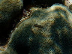 Elacatinus illecebrosus