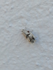 Lepidoptera