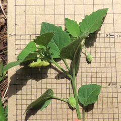 Physalis mollis
