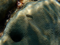 Elacatinus illecebrosus