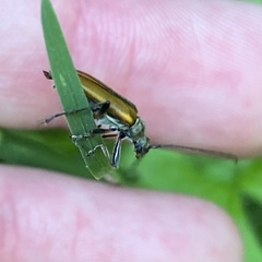 Cortodera humeralis