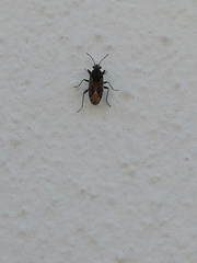Lygaeoidea
