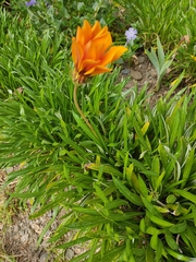 Gazania