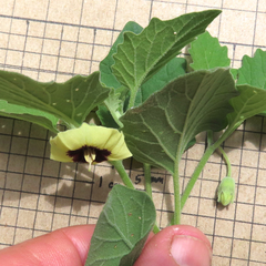 Physalis mollis