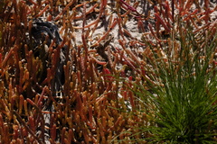 Salicornia natalensis
