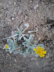 Tetraneuris argentea