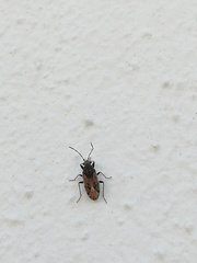 Lygaeoidea