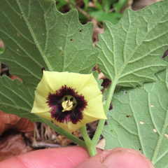 Physalis mollis
