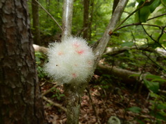 Callirhytis seminator