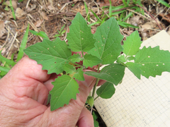 Physalis mollis